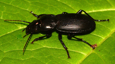 Gemeiner Grabkäfer (2).jpg